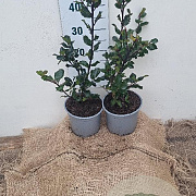 Ilex meserv. 'Blue Prince' 30-40 cm 3,0L