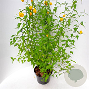 Kerria jap. 'Pleniflora' 30-40 cm 3,0L