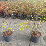 Kolkwitzia amabilis 'Pink Cloud' 30-40 cm 3,0L
