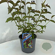Leycesteria formosa 'Purple Rain' 30-40 cm 3,0L