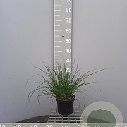 Pennisetum al. 'Hameln' 30-40 cm 2,0L
