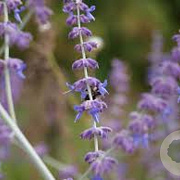 Perovskia atripl. 'Little Spire' GM P15