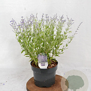 Perovskia atripl. 'Prime Time' 30-40 cm 3,0L