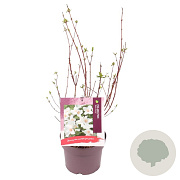 Philadelphus 'Belle Etoile' 30-40 cm 3,0L