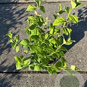 Philadelphus 'Belle Etoile' 30-40 cm 3,0L
