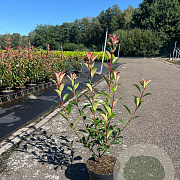 Photinia fraseri 'Carré Rouge' 30-40 cm 3,0L