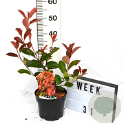 Photinia fraseri 'Red Robin' 40-60 cm 3,0L