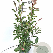 Photinia fraseri 'Red Robin' 60-80 cm 7,5L