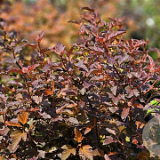 Physocarpus opulifolius 'Diable d'Or' 25-30 cm 3,5L