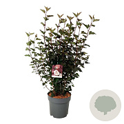 Physocarpus opulif. 'Diabolo' 25-30 cm 3,5L