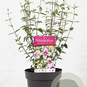 Philadelphus Petite Perfume Pink 30-40 cm 3,0L