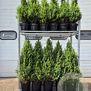 Picea gl. 'Conica' 90-100 cm 10L