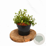 Potentilla f. 'Abbotswood' 20-25 cm 2,0L