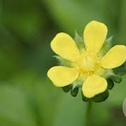 Potentilla f. 'Elizabeth' GM P15