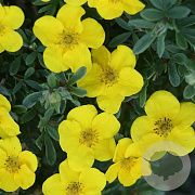 Potentilla f. 'Klondike' 25-30 cm 3,5L
