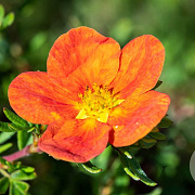 Potentilla f. Marian Red Robin GM P15