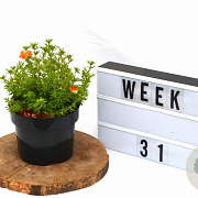 Potentilla f. 'Red Ace' 20-25 cm 2,0L