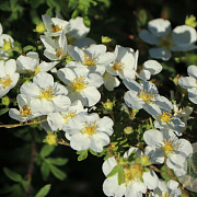 Potentilla f. 'Tilford Cream' GM P15