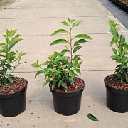 Prunus l. 'Angustifolia' 25-30 cm 3,5L