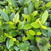 Prunus l. 'Diana' 30-40 cm 3,0L