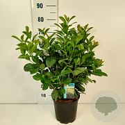 Prunus l. Etna 30-40 cm 3,0L