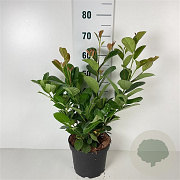Prunus l. Etna 50-60 cm 7,5L