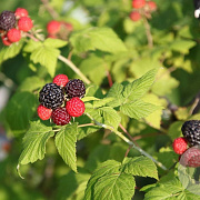 Rubus idaeus 'Glen Coe' 30-40 cm 3,0L