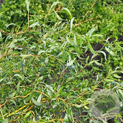 Salix 'Erythroflexuosa' 30-40 cm 3,0L