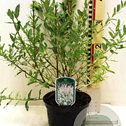 Salix integra 'Hakuro-nishiki' 30-40 cm 3,0L