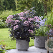 Sambucus nigra Cherry Lace 30-40 cm 5,0L struik