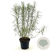 Salix rosmarinifolia 30-40 cm 3,0L
