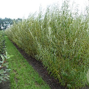 Salix viminalis 30-40 cm 3,0L