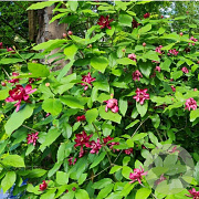 Sinocalycanthus raul. 'Hartage Wine' 30-40 cm 3,0L
