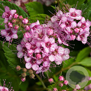 Spiraea betulifolia Pink Sparkler GM P15