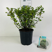 Spiraea betulifolia 'Tor' 20-25 cm 2,0L