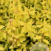 Spiraea jap. 'Golden Carpet' 25-30 cm 3,5L