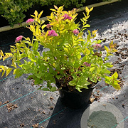 Spiraea jap. 'Golden Princess' 20-25 cm 2,0L
