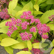 Spiraea jap. 'Golden Princess' GM P15