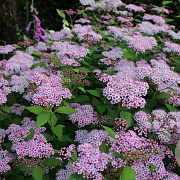Spiraea japonica 'Sparkling Champagne' GM P15