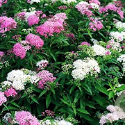 Spiraea japonica 'Shirobana' GM P15