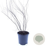 Spiraea thunbergii GM P15