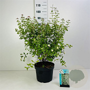 Symphoricarpos d. 'White Hedge' 30-40 cm 3,0L