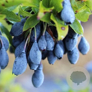 Vaccinium cylindraceum 'Blau Perle' 10-15 cm 2,0L