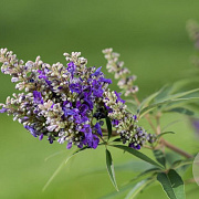 Vitex agnus-castus Blue Puffball 25-30 cm 2,0L