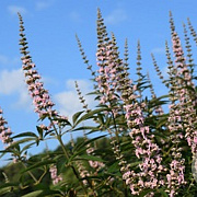 Vitex agnus-castus Galactic Pink 25-30 cm 2,0L