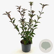 Viburnum bodn. 'Charles Lamont' 30-40 cm 3,0L