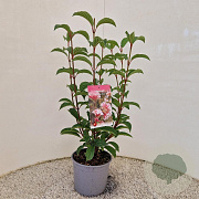 Viburnum bodn. 'Dawn' 30-40 cm 3,0L