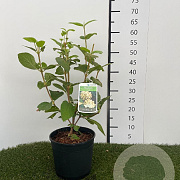 Viburnum lantana 30-40 cm 3,0L