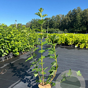 Viburnum opulus 'Roseum' 30-40 cm 3,0L