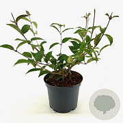 Viburnum plic. 'Pink Beauty' 30-40 cm 3,0L